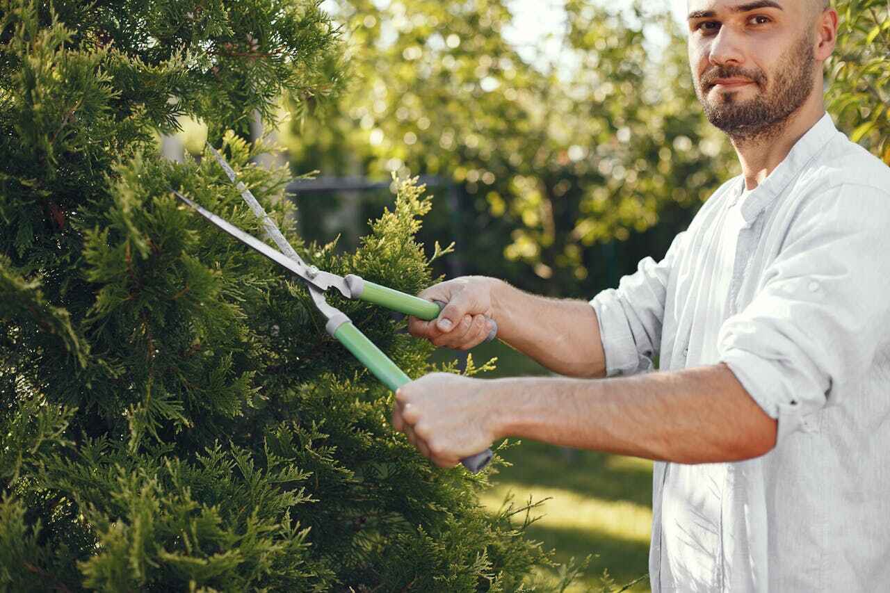 Best Tree Pruning Services  in , WV